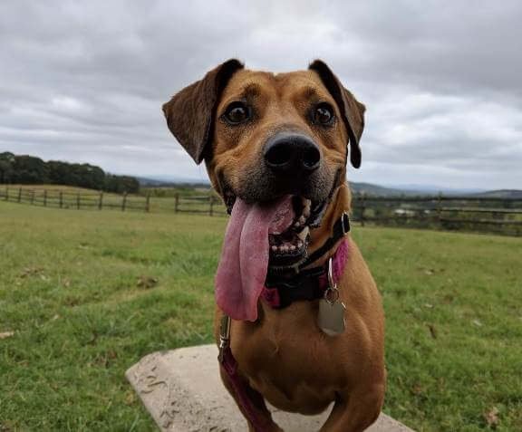 dog intense attention